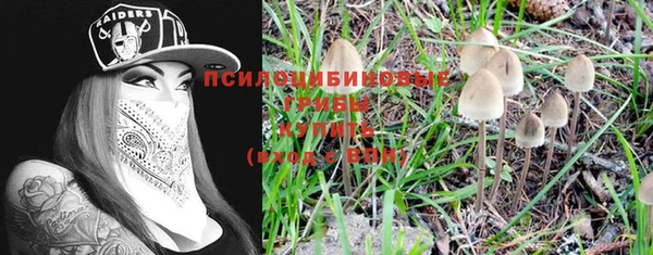 индика Ельня